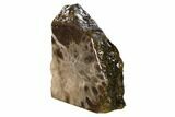 Free-Standing, Petoskey Stone (Fossil Coral) Section - Michigan #160270-1